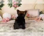Small Photo #9 Yorkshire Terrier Puppy For Sale in WARSAW, IN, USA