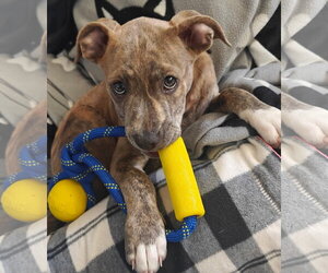 Australian Shepherd-Staffordshire Bull Terrier Mix Dogs for adoption in Davis, CA, USA