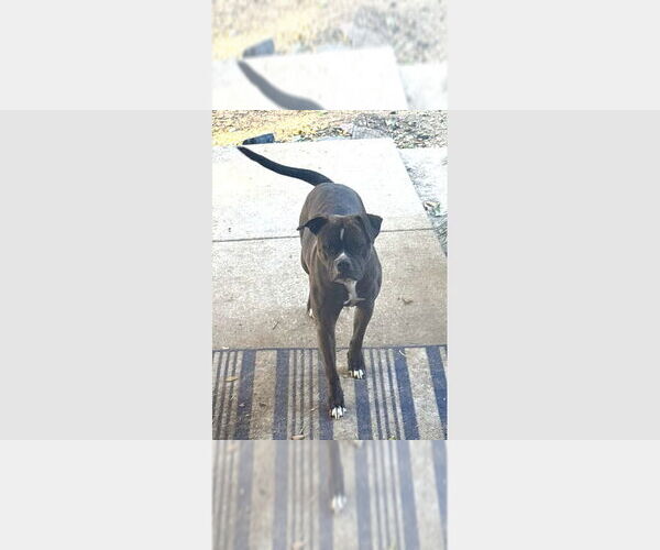 Medium Photo #1 Boxer Puppy For Sale in Austin, TX, USA
