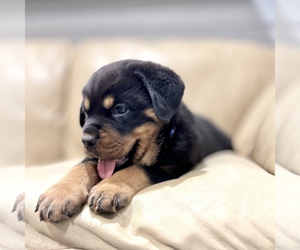 Medium Photo #4 Rottweiler Puppy For Sale in BRIGHTON, CO, USA