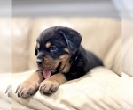 Small #3 Rottweiler