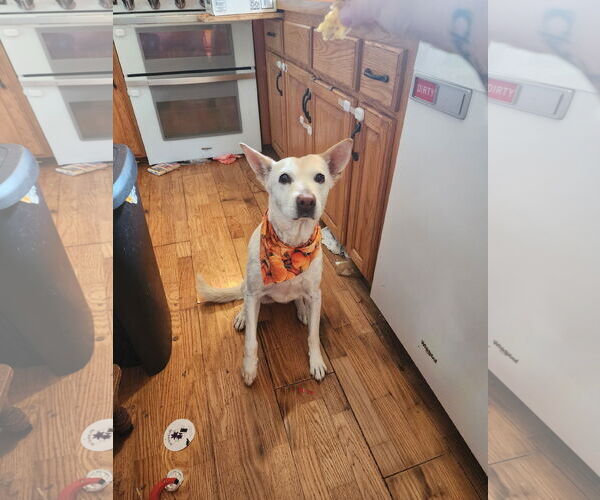 Medium Photo #1 German Shepherd Dog-Unknown Mix Puppy For Sale in Farmington, MN, USA