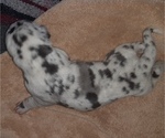 Small Photo #2 Great Pyredane-Labany Mix Puppy For Sale in ESTACADA, OR, USA