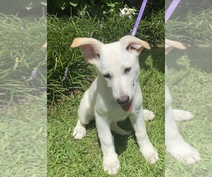German Shepherd Dog Puppy for sale in GRIFFIN, GA, USA