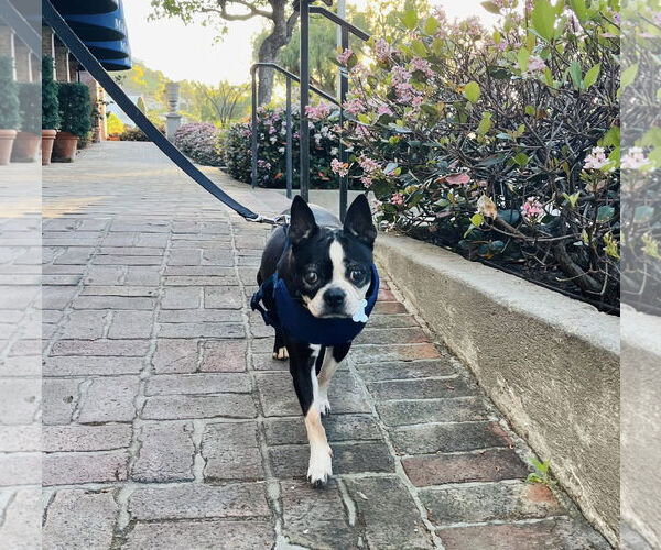 Medium Photo #3 Boston Terrier Puppy For Sale in Huntington Beach, CA, USA