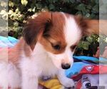 Small Photo #5 Papillon Puppy For Sale in OLA, AR, USA
