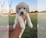 Puppy Teal Golden Retriever