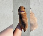 Small Photo #4 German Shepherd Dog-Siberian Husky Mix Puppy For Sale in MANTUA, OH, USA