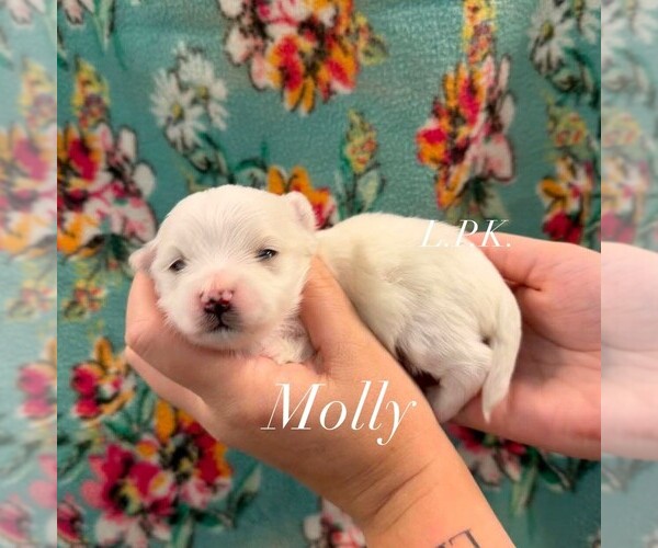 Medium Photo #1 Maltese Puppy For Sale in WINNSBORO, LA, USA