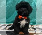 Small Bichon Frise