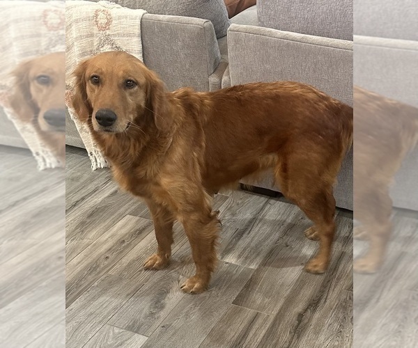 Medium Photo #1 Golden Retriever Puppy For Sale in FORDLAND, MO, USA