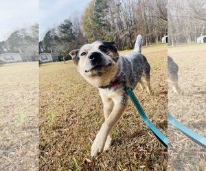 Mutt Dogs for adoption in Garden City, NY, USA