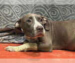 Small American Pit Bull Terrier Mix