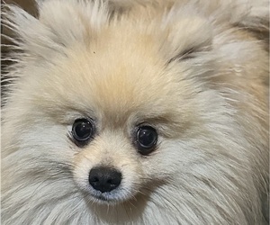 Father of the Pomeranian puppies born on 07/18/2025