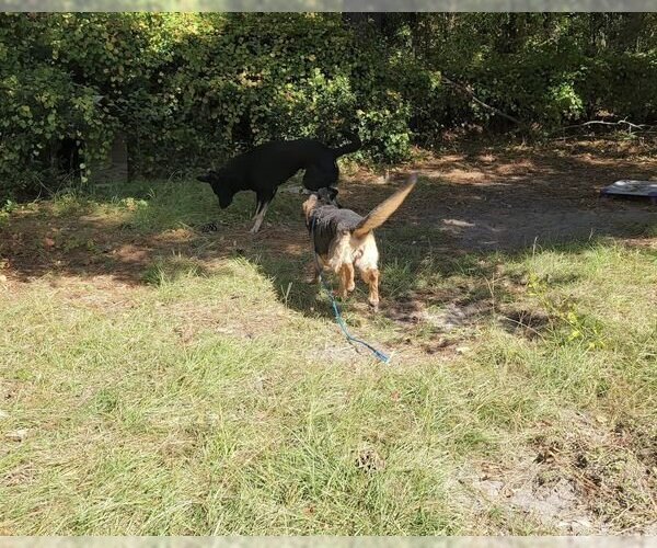 Medium Photo #5 German Shepherd Dog Puppy For Sale in Rolesville, NC, USA