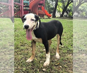 Bagle Hound Dog for Adoption in SAN FRANCISCO, California USA