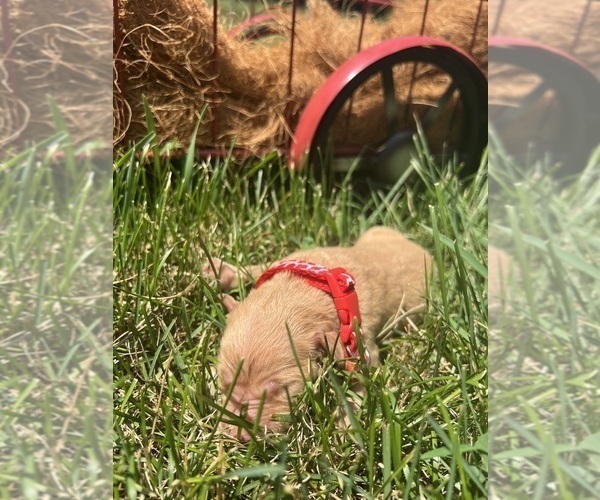 Medium Photo #4 Golden Retriever Puppy For Sale in NEOLA, WV, USA