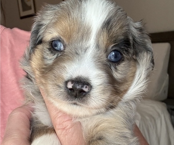 Medium Photo #27 Miniature Australian Shepherd Puppy For Sale in FORT MYERS, FL, USA