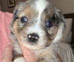 Small #3 Miniature Australian Shepherd