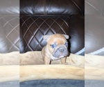 Small #4 French Bulldog
