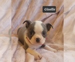 Small Photo #15 Boston Terrier Puppy For Sale in POMEROY, OH, USA
