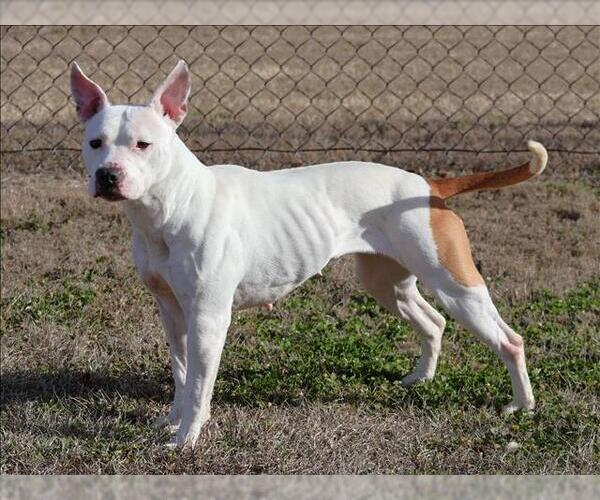 Medium Photo #1 Mutt Puppy For Sale in Grovetown, GA, USA