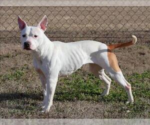 Mutt Dogs for adoption in Grovetown, GA, USA