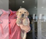Small Photo #7 Labrador Retriever Puppy For Sale in LEES SUMMIT, MO, USA