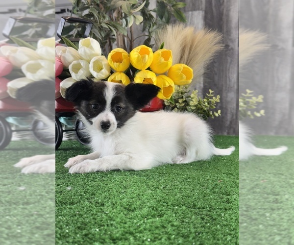 Medium Photo #3 Papillon Puppy For Sale in CANOGA, NY, USA