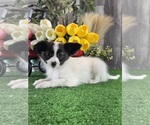 Small #2 Papillon