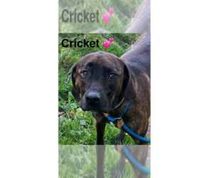 Mutt Dogs for adoption in Springdale, PA, USA