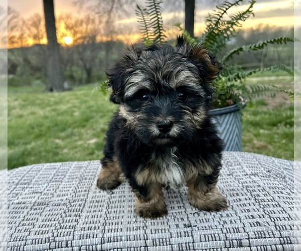 Medium Photo #1 Poovanese Puppy For Sale in KNOB NOSTER, MO, USA