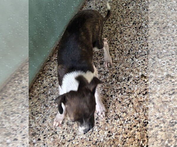 Medium Photo #2 Chihuahua-Unknown Mix Puppy For Sale in Oakland Park, FL, USA