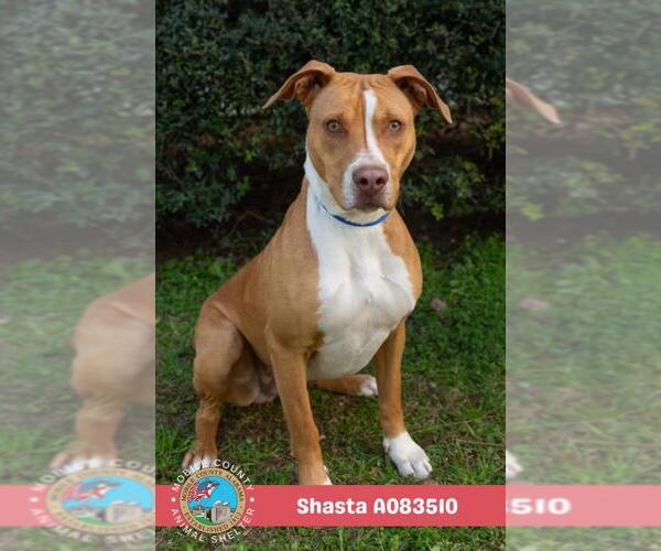 Medium Photo #2 Labrador Retriever-Unknown Mix Puppy For Sale in Mobile, AL, USA