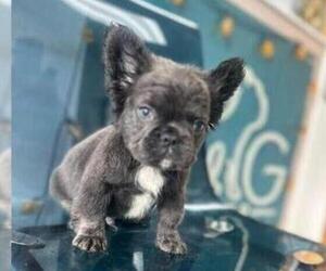 French Bulldog Puppy for sale in CORONA, CA, USA