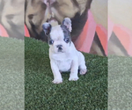 Small Photo #11 French Bulldog Puppy For Sale in PHOENIX, AZ, USA