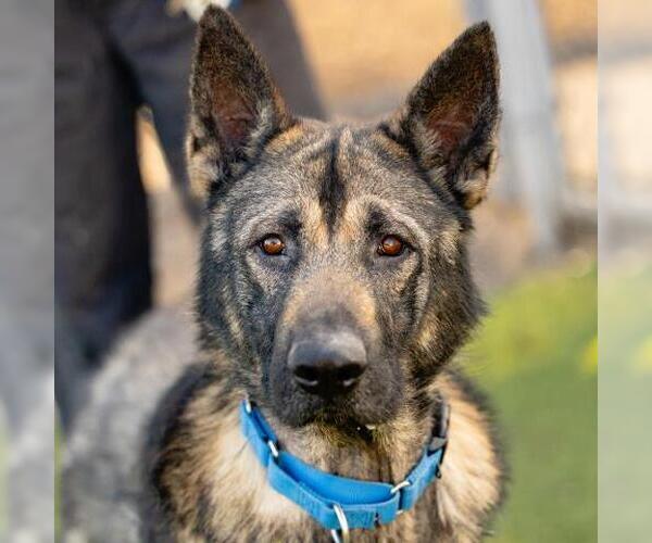 Medium Photo #1 German Shepherd Dog Puppy For Sale in Camarillo, CA, USA