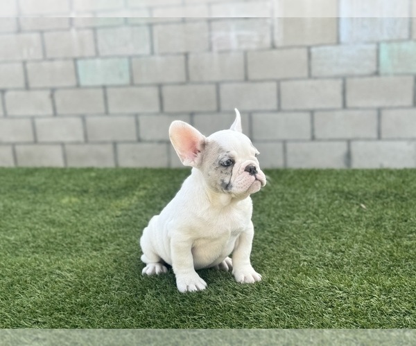 Medium Photo #15 French Bulldog Puppy For Sale in FORT LAUDERDALE, FL, USA