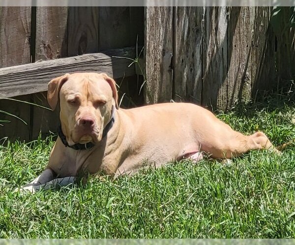 Medium Photo #2 American Pit Bull Terrier-American Staffordshire Terrier Mix Puppy For Sale in Spring, TX, USA