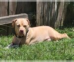 Small #1 American Pit Bull Terrier-American Staffordshire Terrier Mix