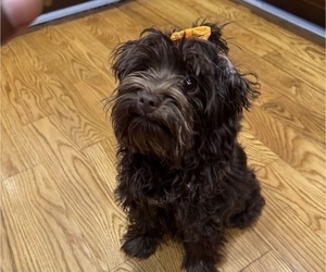 YorkiePoo Puppy for Sale in RALEIGH, North Carolina USA