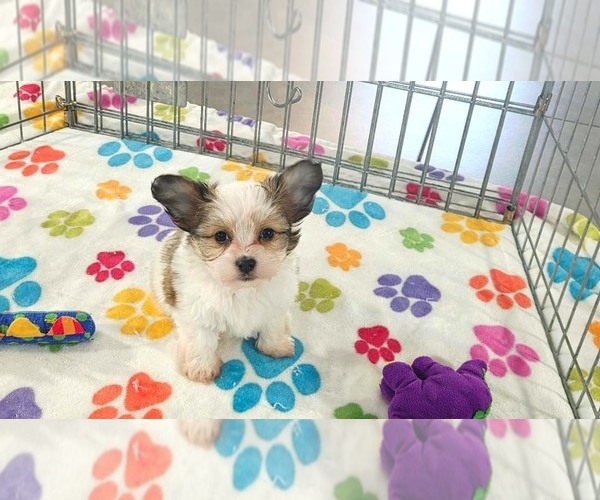 Medium Photo #10 Papitese Puppy For Sale in ORO VALLEY, AZ, USA