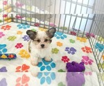 Dakota - Female Papitese Puppy for Sale - Photo #10