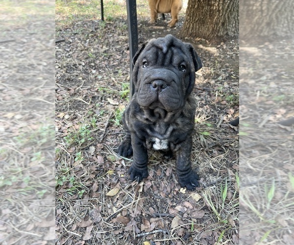 Medium Photo #1 Chinese Shar-Pei Puppy For Sale in AUSTIN, TX, USA