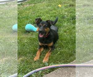 Mutt Dogs for adoption in Woodbury, NY, USA