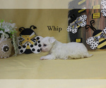 Small Photo #9 Maltese Puppy For Sale in CHANUTE, KS, USA