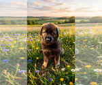 Small #9 German Shepherd Dog