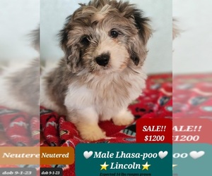 Lhasa-Poo Puppy for sale in TUCSON, AZ, USA