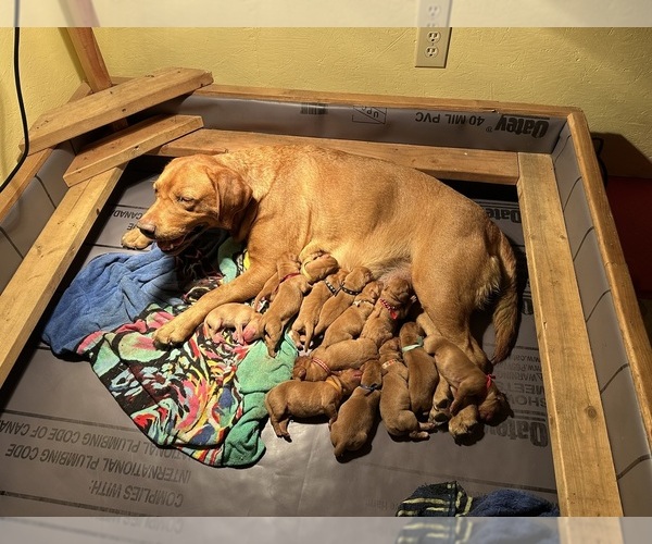 Medium Photo #2 Labrador Retriever Puppy For Sale in BLUFF DALE, TX, USA