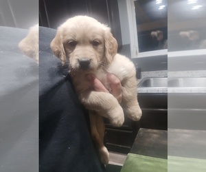 English Cream Golden Retriever Puppy for sale in NORCO, CA, USA
